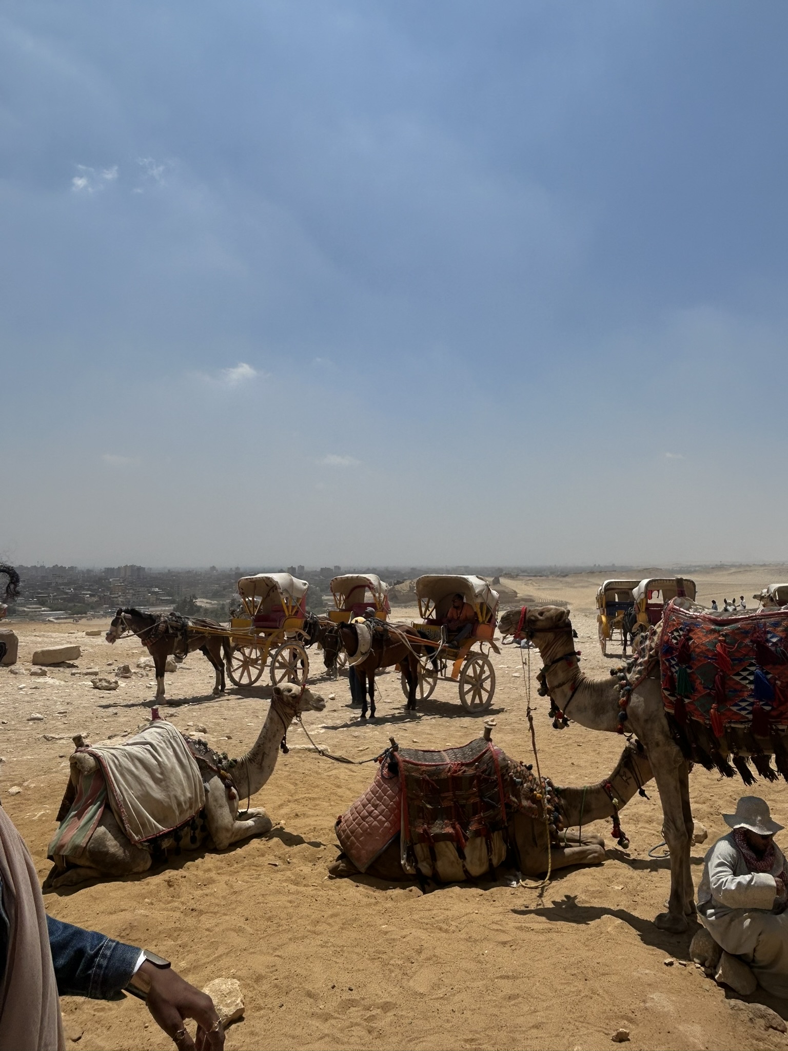 camels and carriages at giza